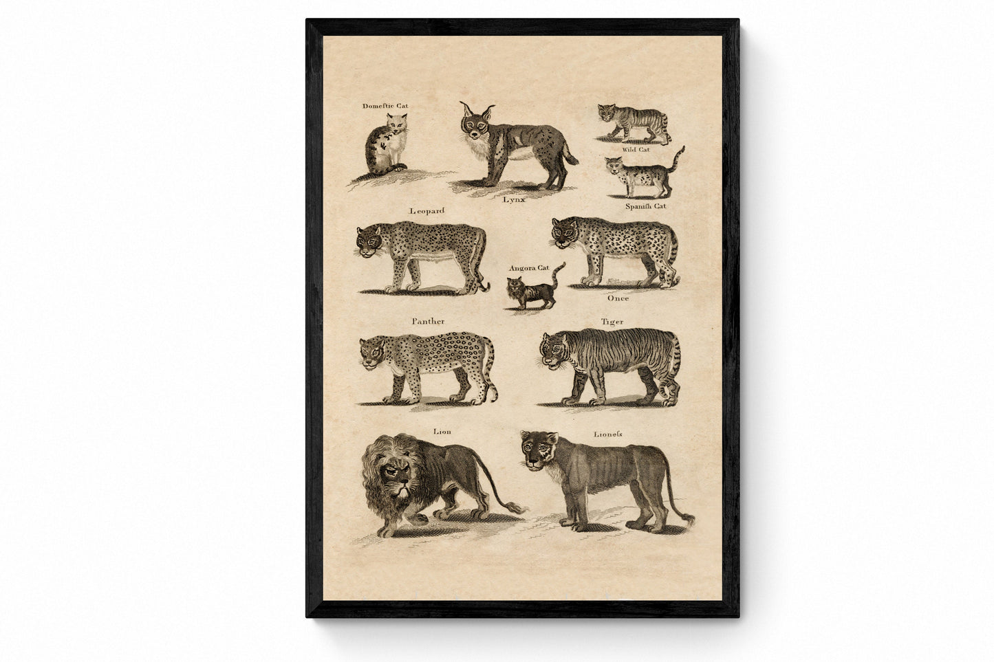 Big Cats Print