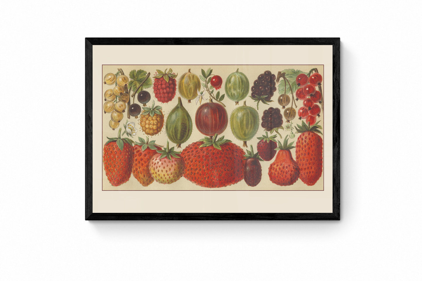 Berries Print