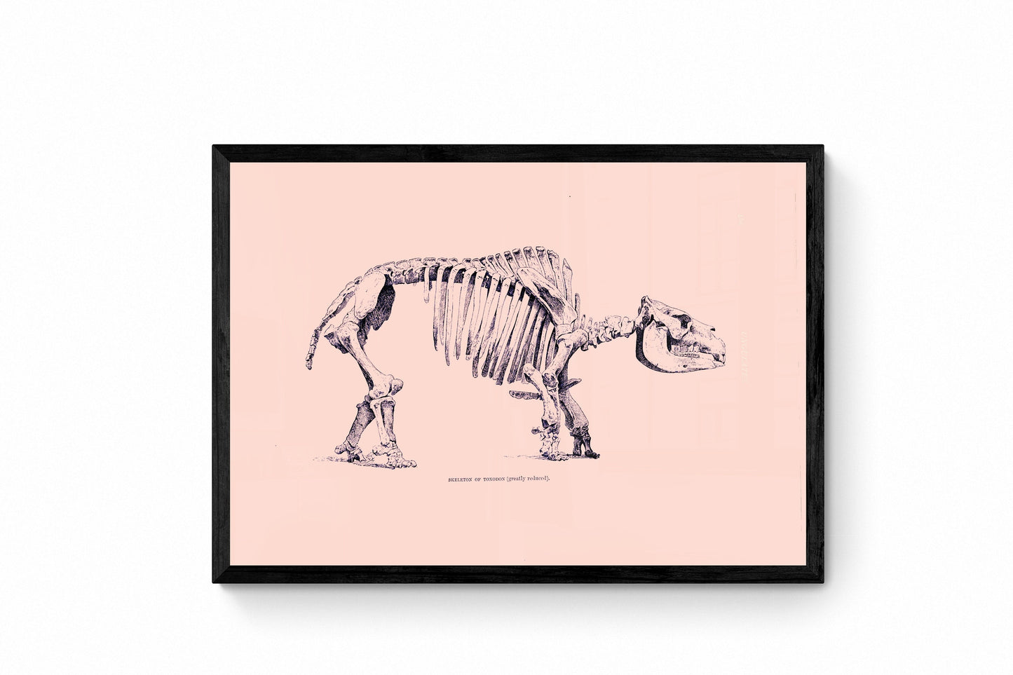 Toxodon Skeleton Print