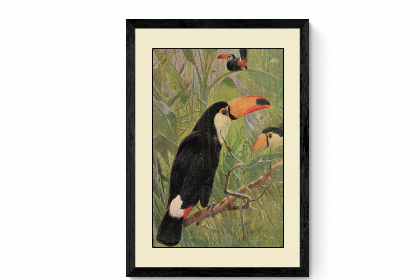 Toucan Print