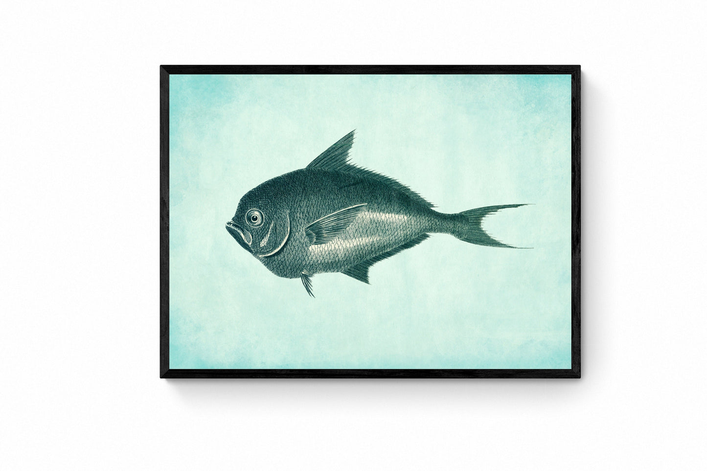 Toothed Gilthead Fish Print