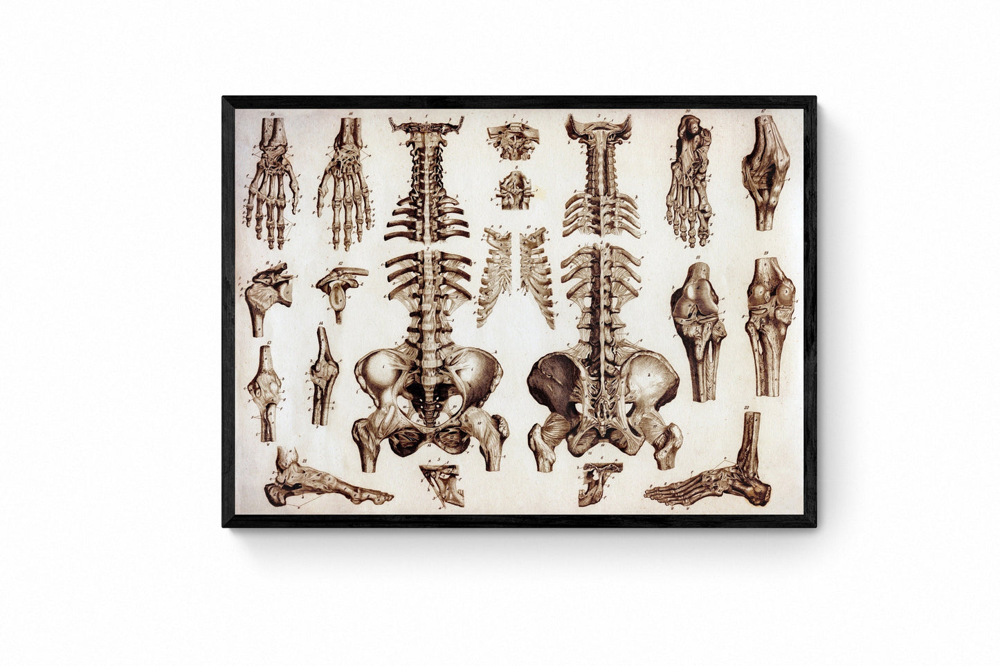 Osteology Bones Print