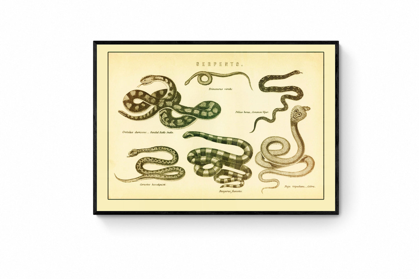 Serpents Print