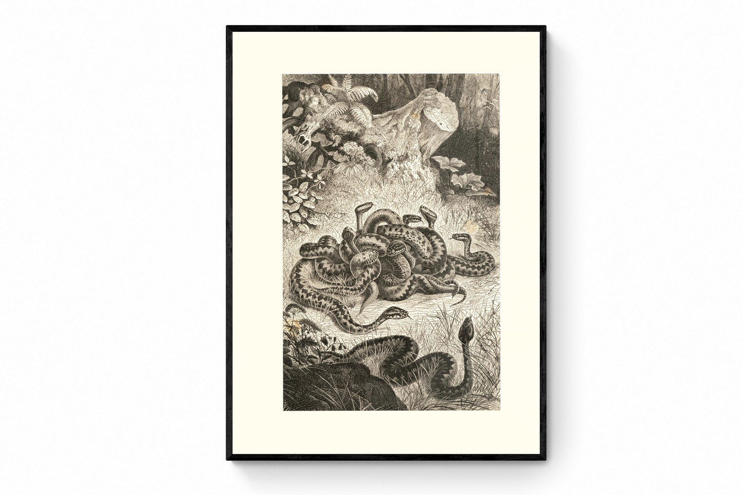 Nest of Vipers Print