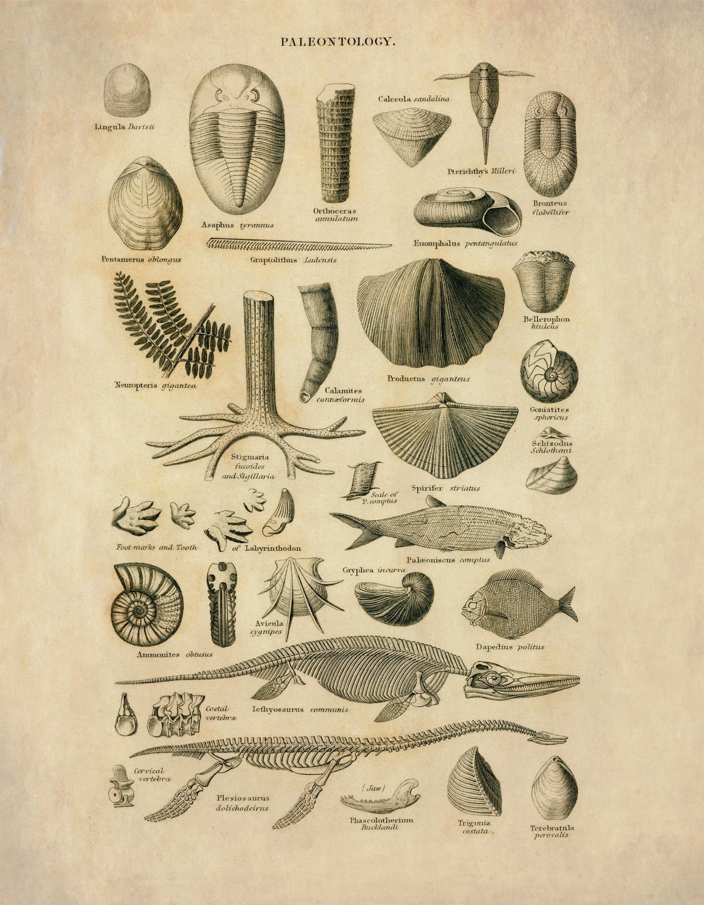 Palaentology Print - Antique Art Reproduction - Fossil, Skeleton, Ichtyosaurus, Flexiosaurus, Shell - Geology - Wall Art - Available Framed