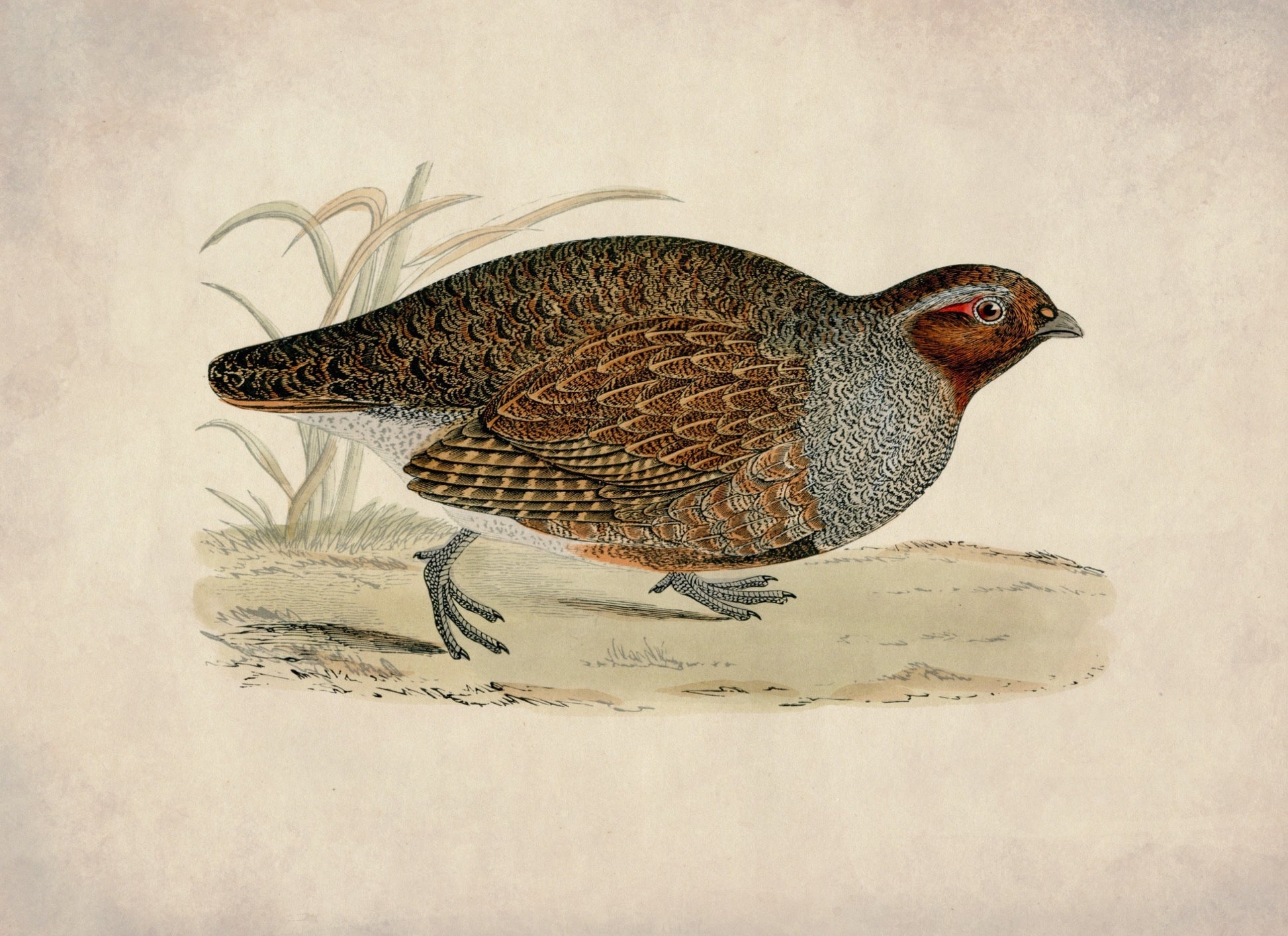 Partridge Print - Antique Art Reproduction - Country Decor - Ornithology - Bird Art - Game Bird - Hunting - Available Framed