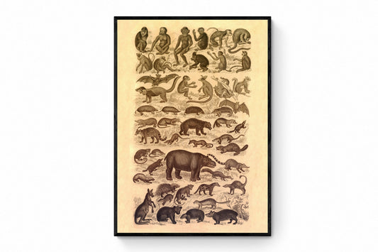 Mammal Poster Print