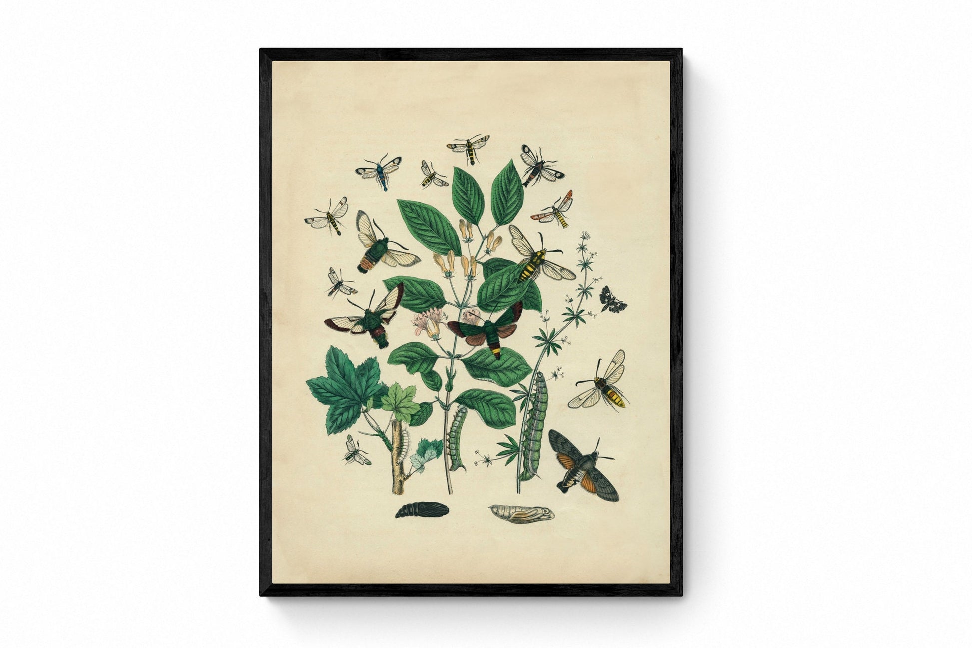 Insect Botanical Print - Antique Art Reproduction - Lepidoptera - Entomology - Caterpillar - Insect Art - Moth - Available Framed