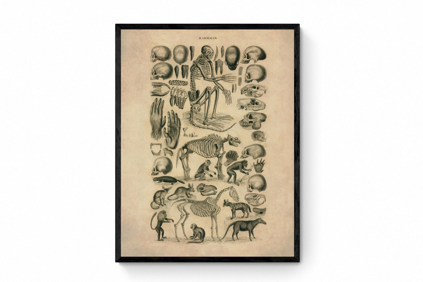 Mammalia - Skulls, Teeth, Skeletons of Mammals Print - Antique Art Reproduction - Encyclopaedia Illustration - Wall Art - Available Framed