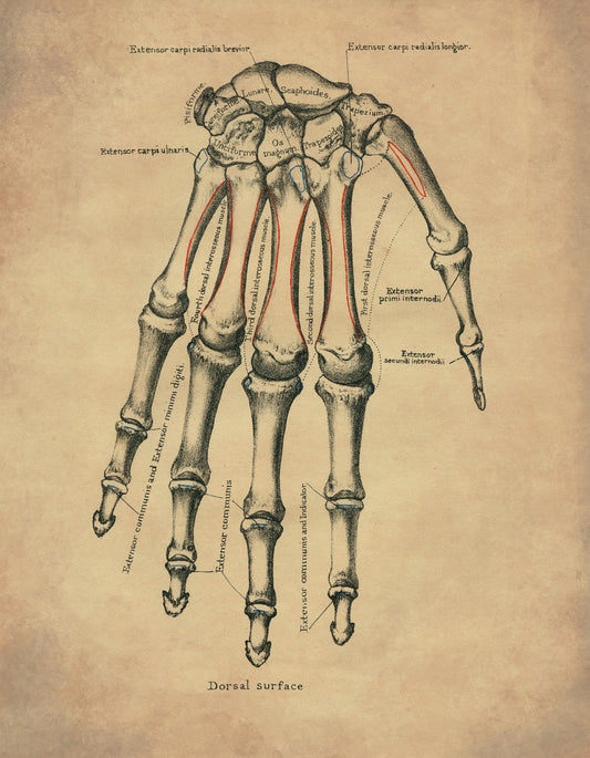 Hand Bones Print - Osteology - Antique Reproduction - Science - Anatomy - Medical Decor - Skeleton - Available Framed