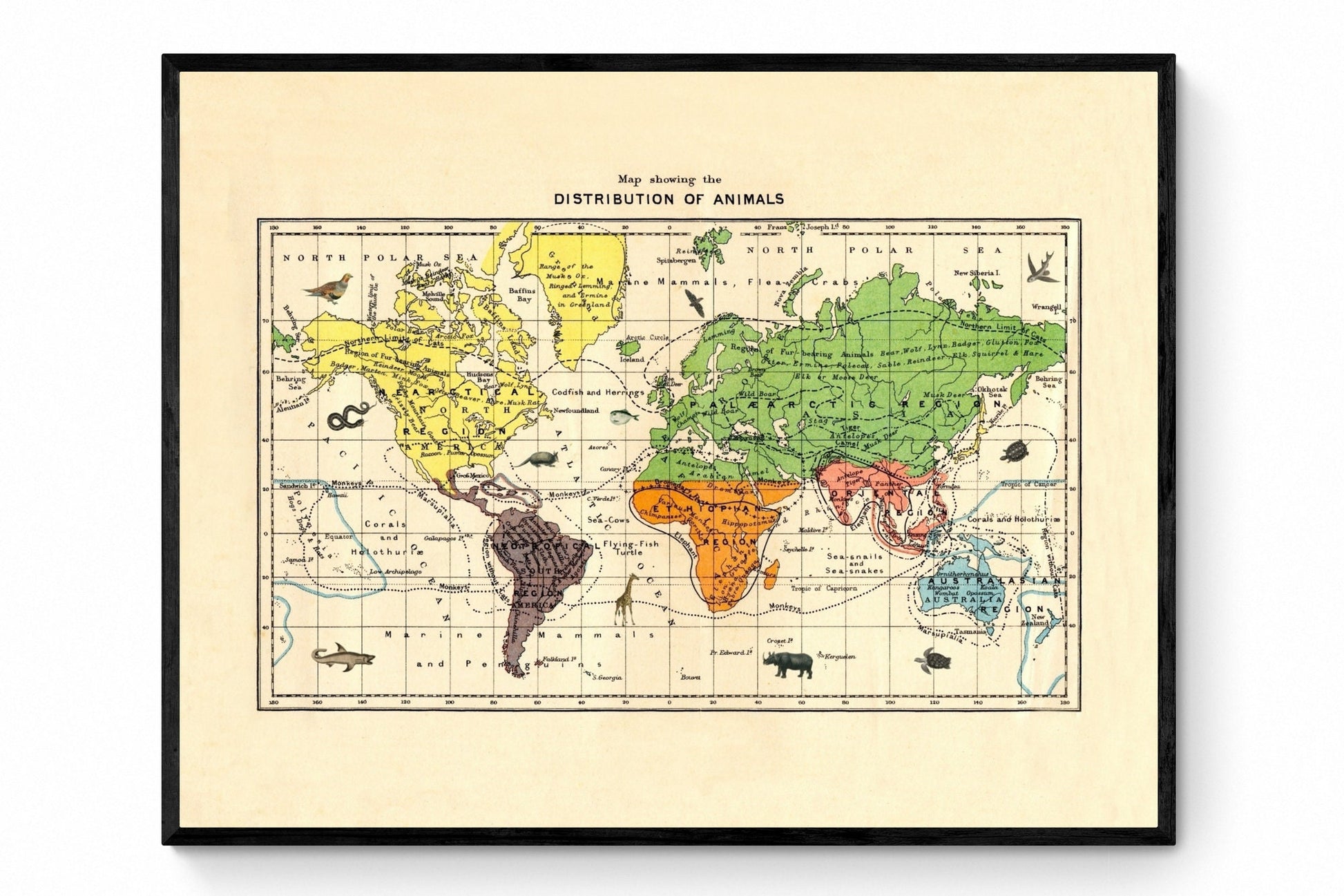 Zoological World Map showing the distribution of animals - Antique Reproduction - World Map Poster - Wildlife - Available Framed