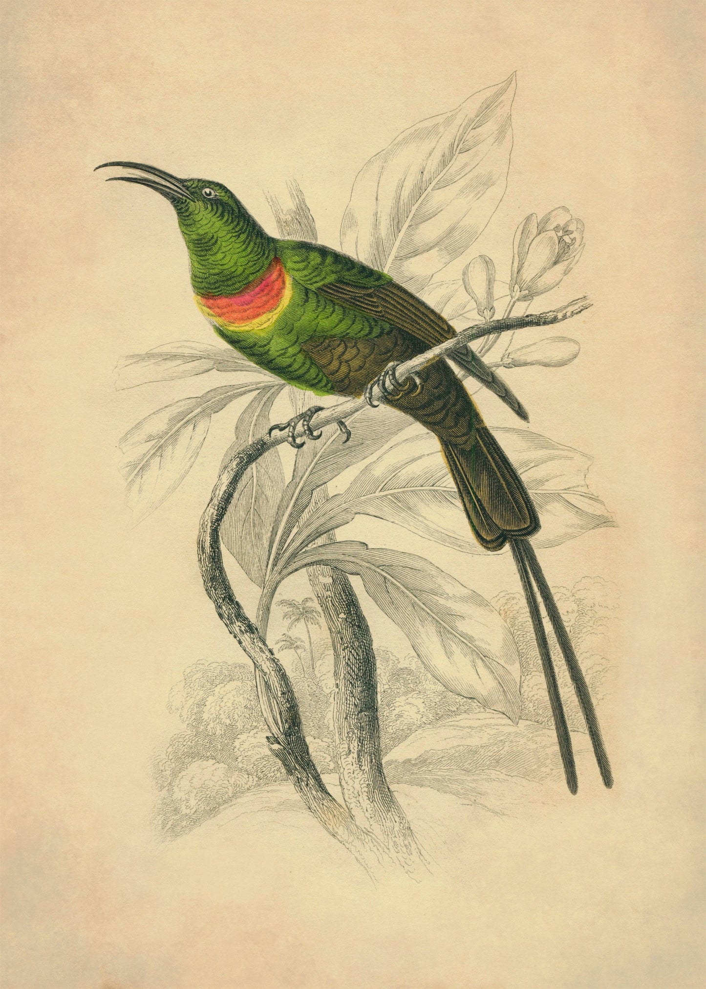 Sunbird Print - Antique Art Reproduction - Nectarinia Pulchella - Passerine - Bird - Ornithology - Vintage Wall Art - Available Framed