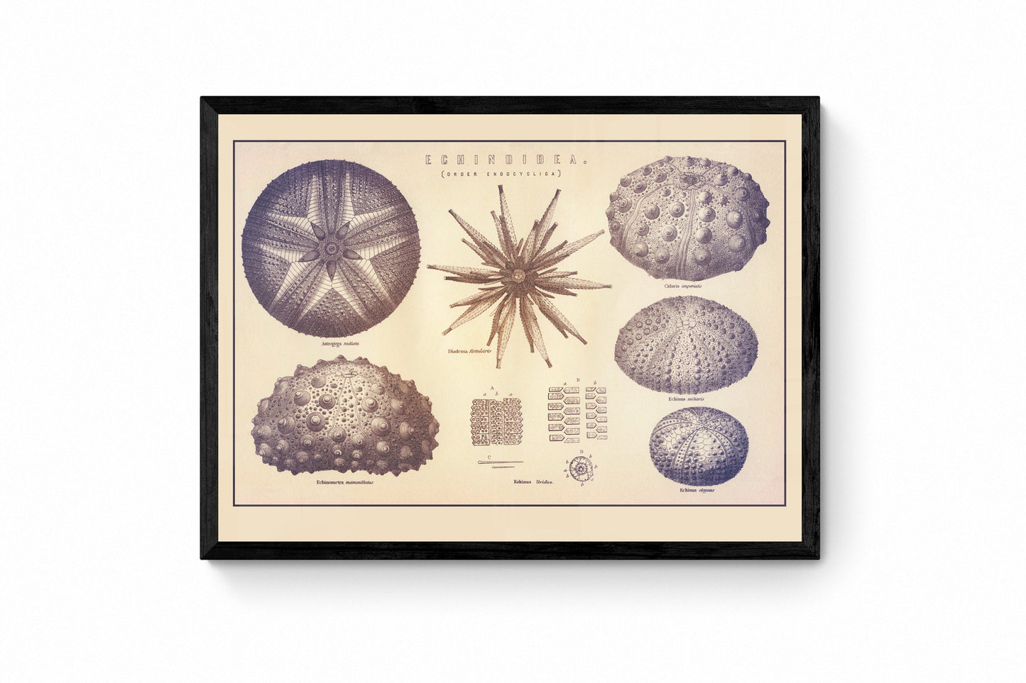 Sea Urchins Print