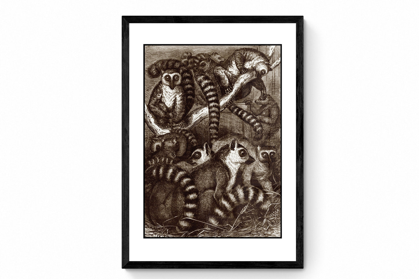 Ring-Tailed Lemurs Print