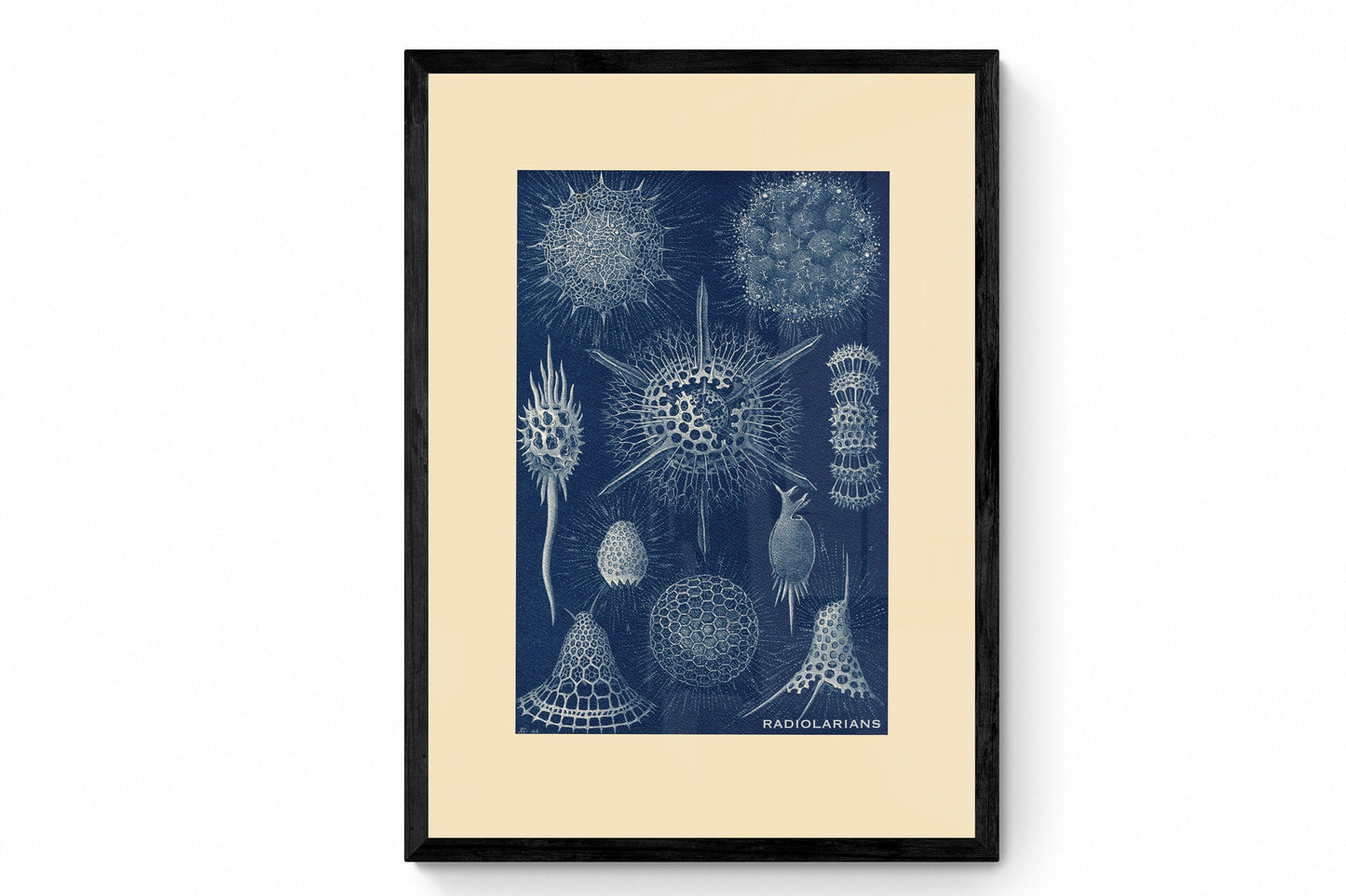 Radiolarians Print