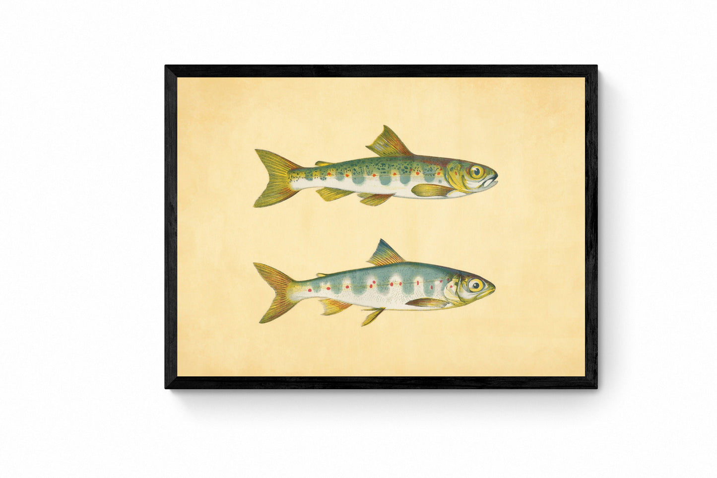 Parr and Samlet Fish Print