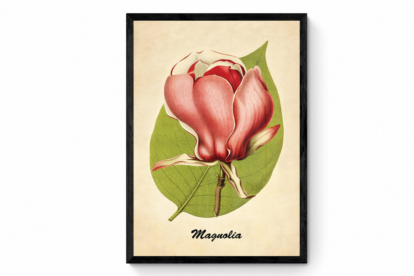 Magnolia Print