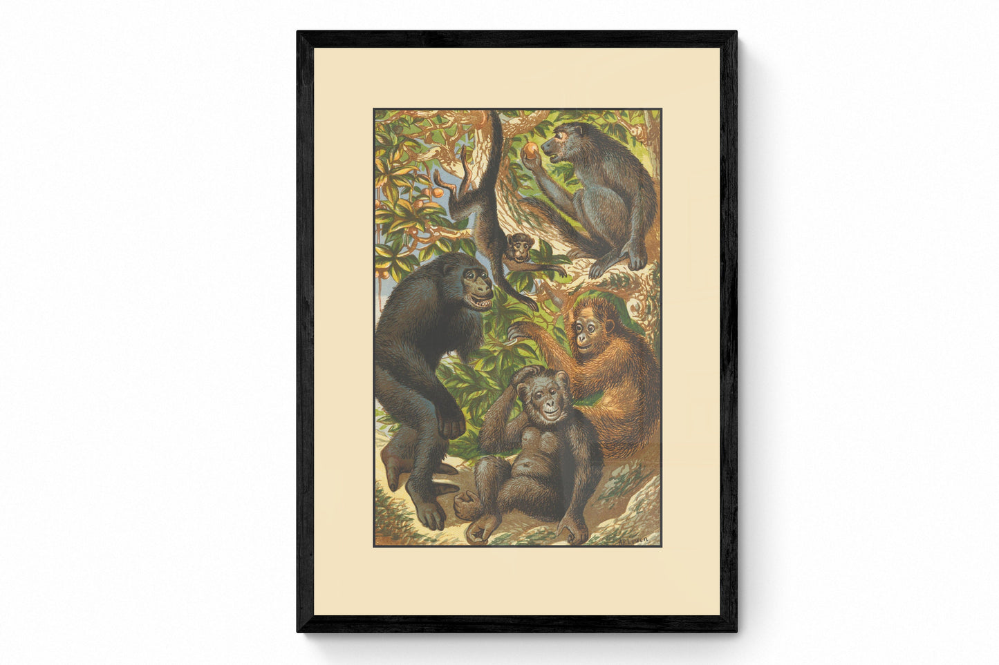 Gorilla, Quata, Chimpanzee, Orangutan, Baboon  Print