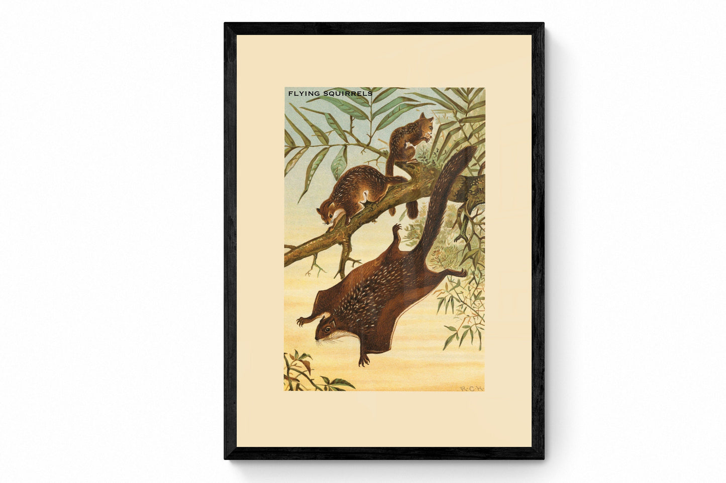 Flying Squirrels Print