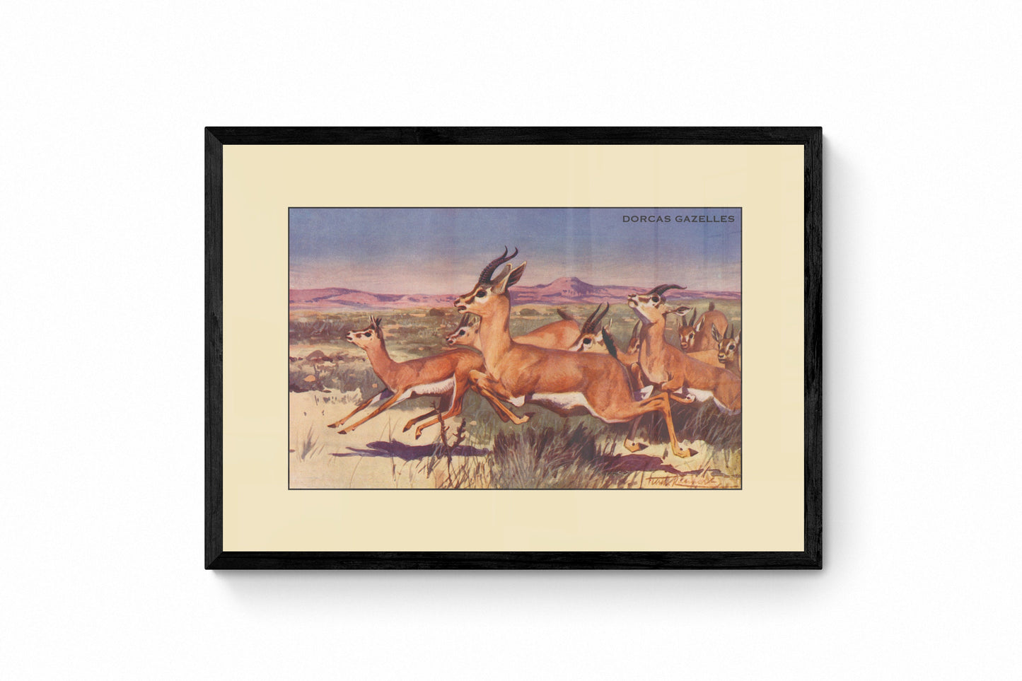 Dorcas Gazelles Print