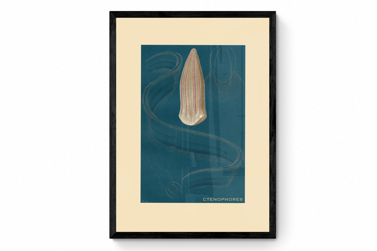 Ctenophores Print