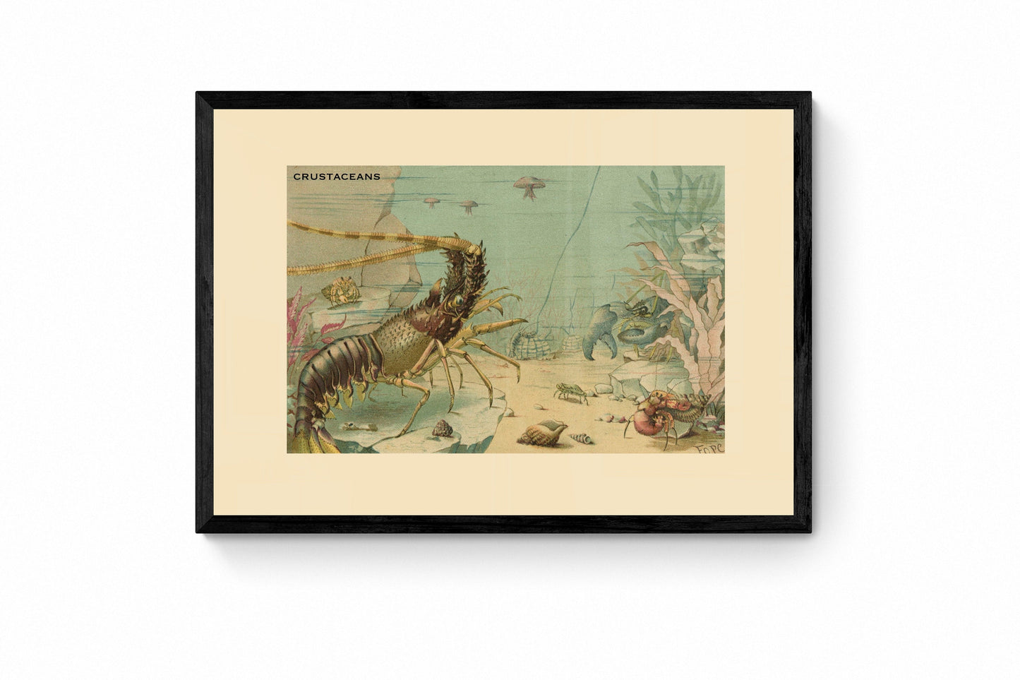 Crustaceans Print