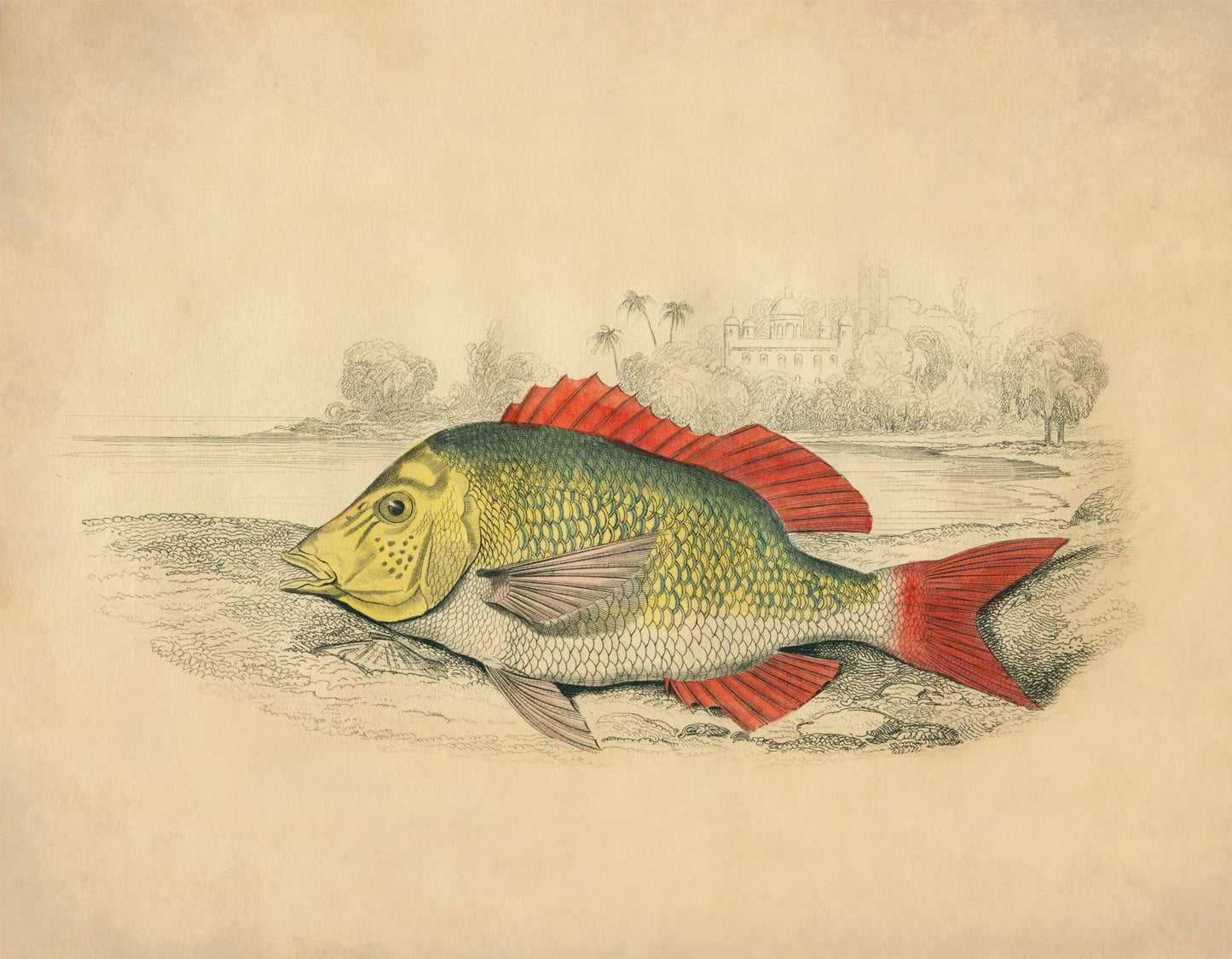 Edible Lethrynus Print - Antique Reproduction - Fish Wall Art - Ocean Wall Decor - Natural History - Available Framed