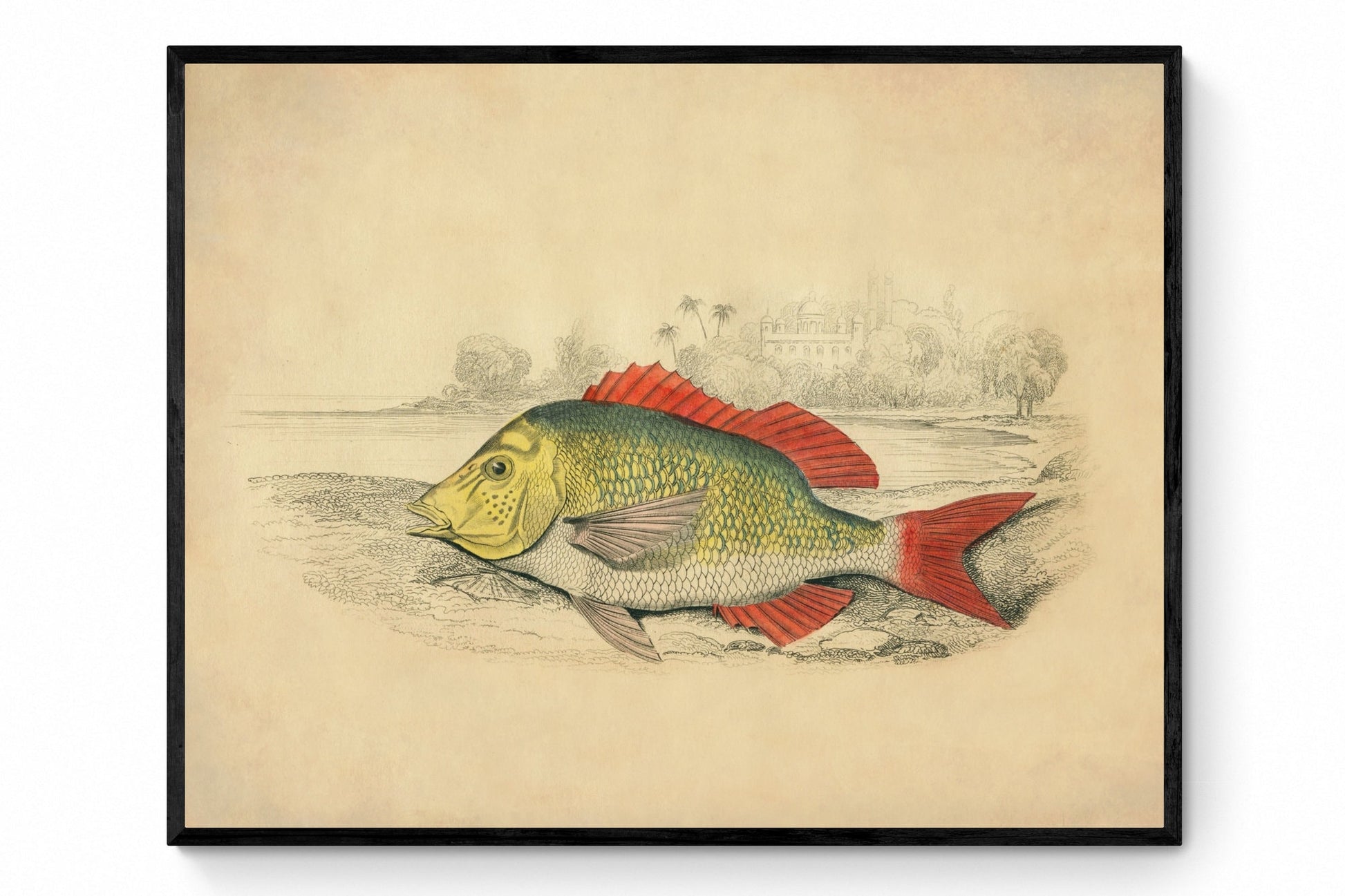 Edible Lethrynus Print - Antique Reproduction - Fish Wall Art - Ocean Wall Decor - Natural History - Available Framed