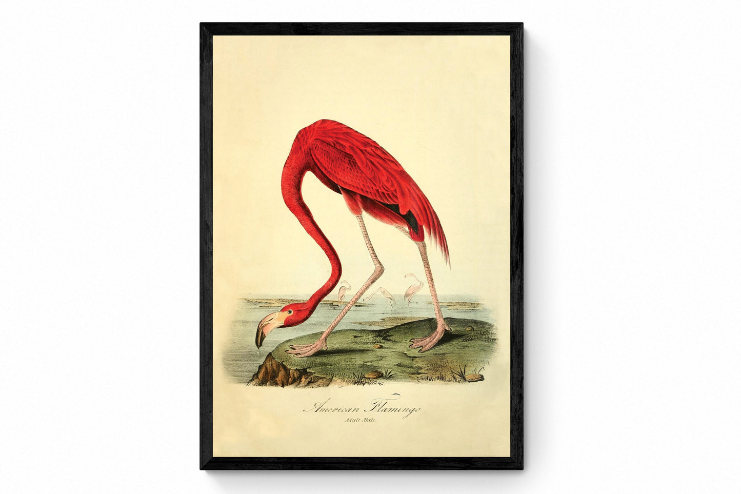 American Flamingo Print