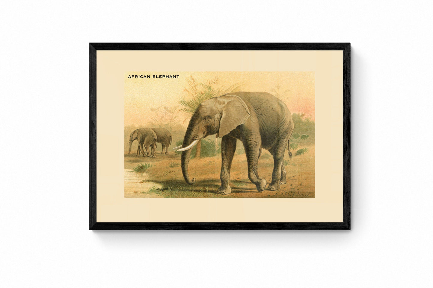 African Elephant Print