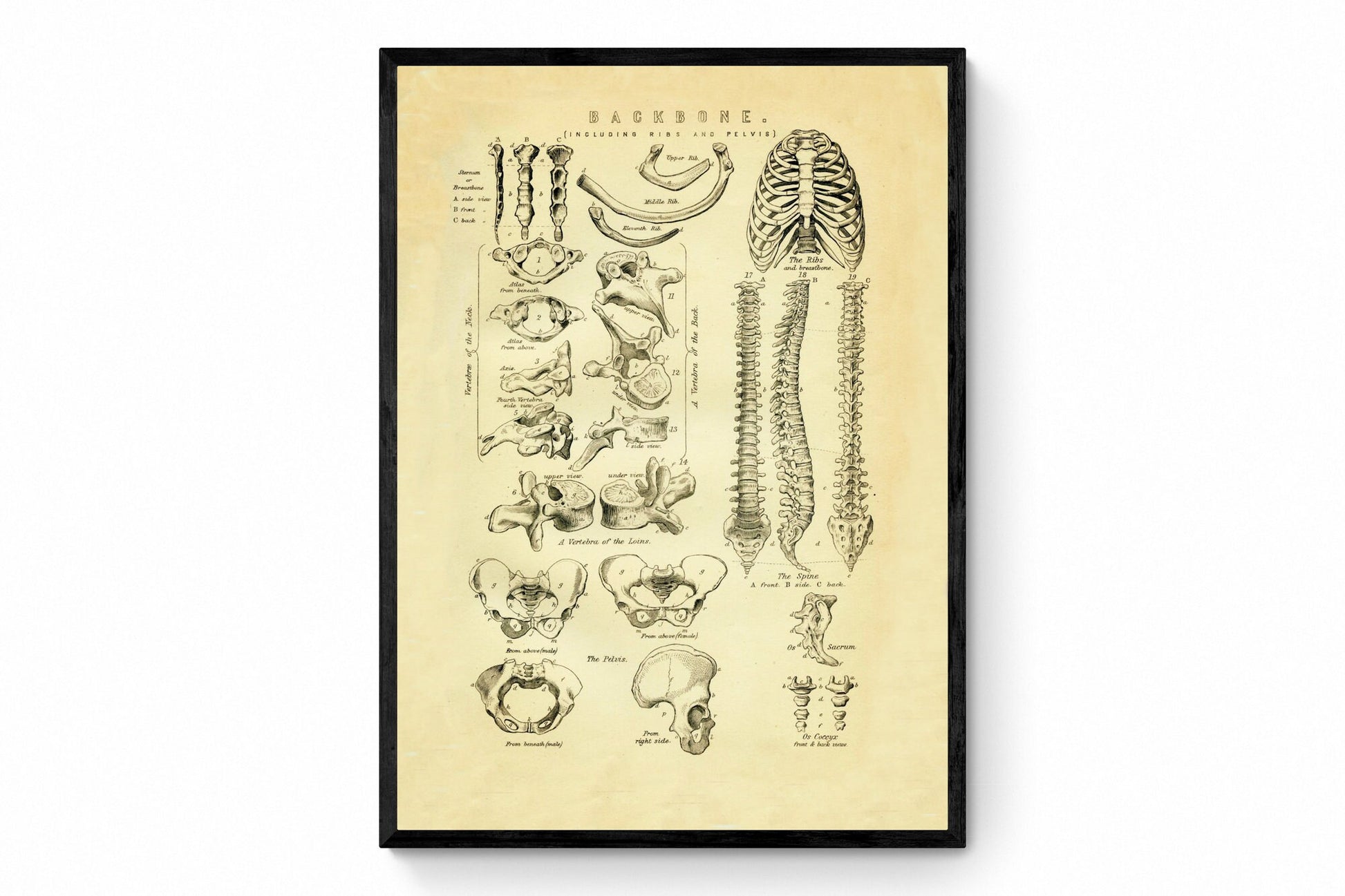 Backbone Skeleton Print - Antique Reproduction - Ribs - Pelvis - Spine - Vertebrae - Anatomy - Science - Retro Wall Art - Available Framed