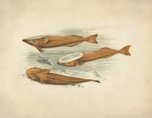 Remora (Suckerfish) Print 