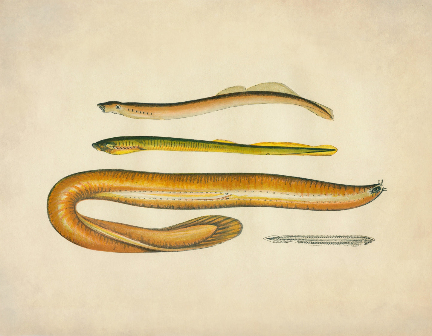 Planer's Lamprey, Mud Lamprey, Borer and Lancelot Print - Antique Reproduction - Marine Wildlife - Fish Wall Art - Available Framed