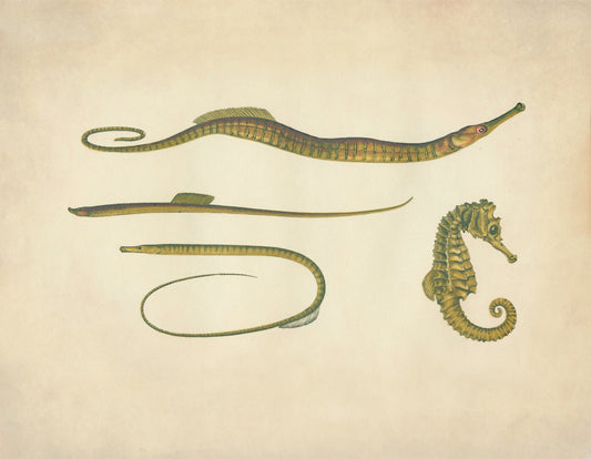 Hippocampus, Snake Pipefish, Worm Pipefish, Straight-nosed Pipefish Print - Antique Reproduction - Seahorse - Available Framed