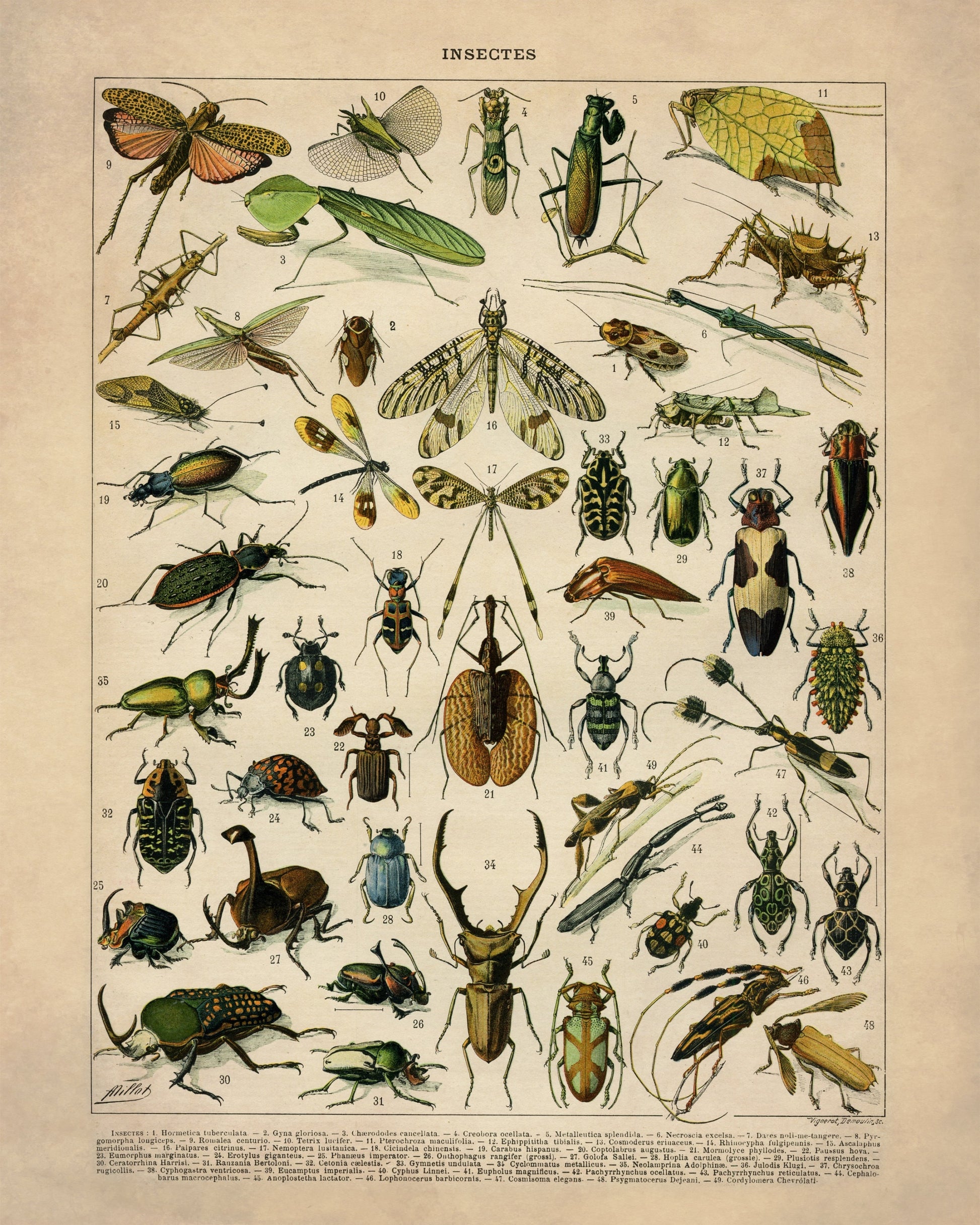  Insect Poster - Antique Reproduction - Larousse - Entomology - Lepidoptera - Natural History - Available Framed