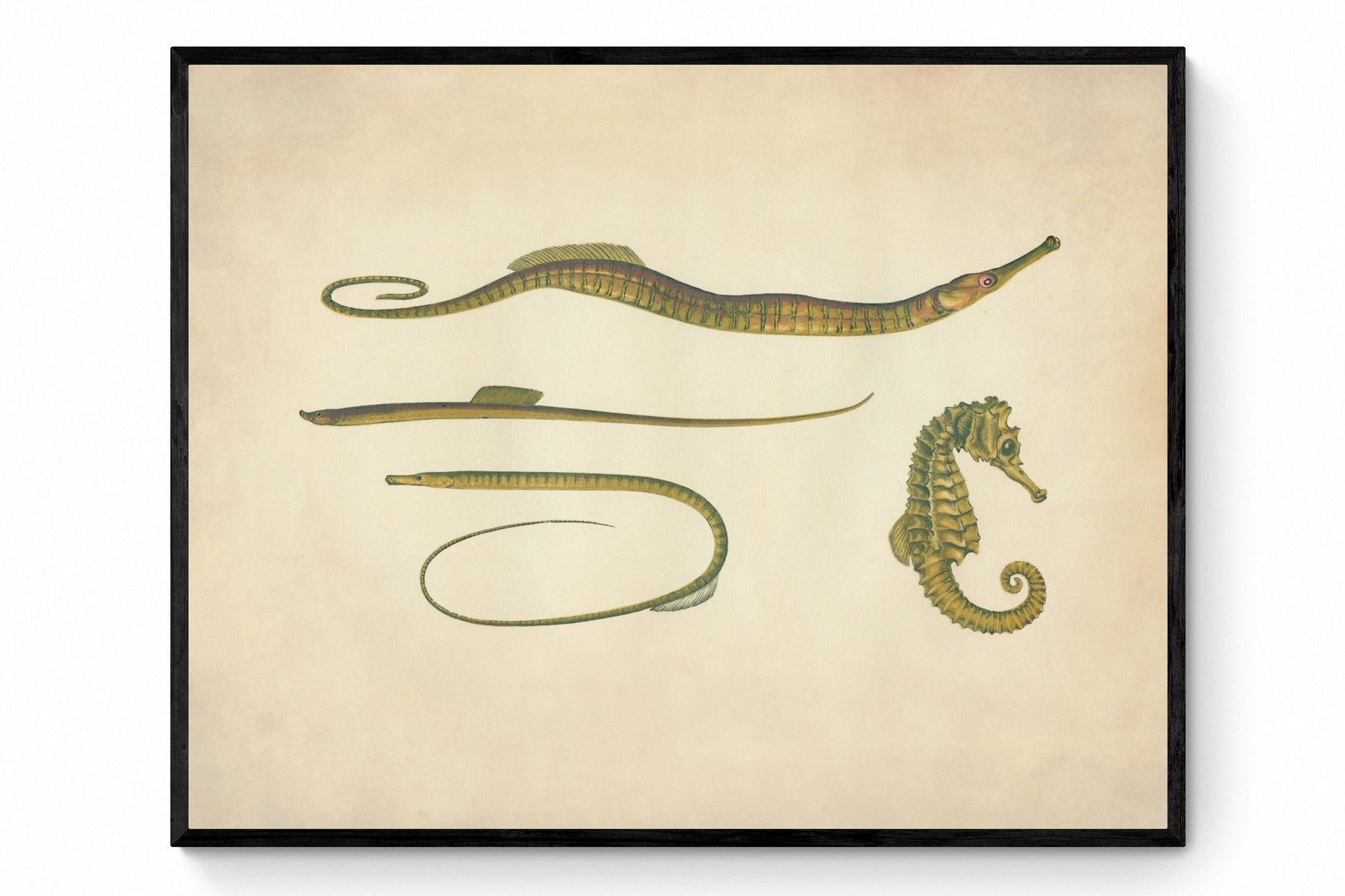 Hippocampus, Snake Pipefish, Worm Pipefish, Straight-nosed Pipefish Print - Antique Reproduction - Seahorse - Available Framed