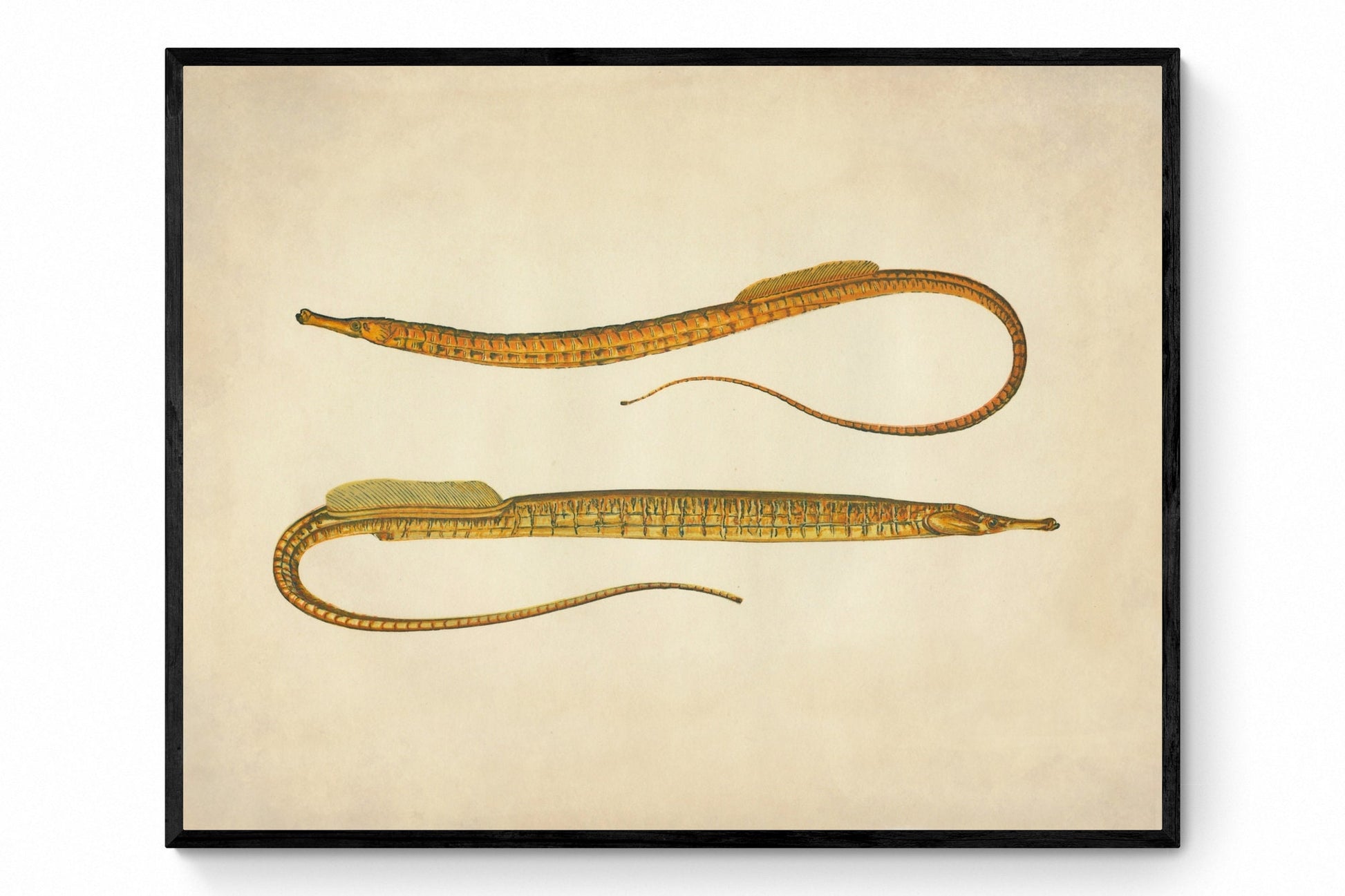 Ocean Pipefish Print - Antique Reproduction - Marine Wildlife - Fish Wall Art - Ocean Wall Decor - Available Framed