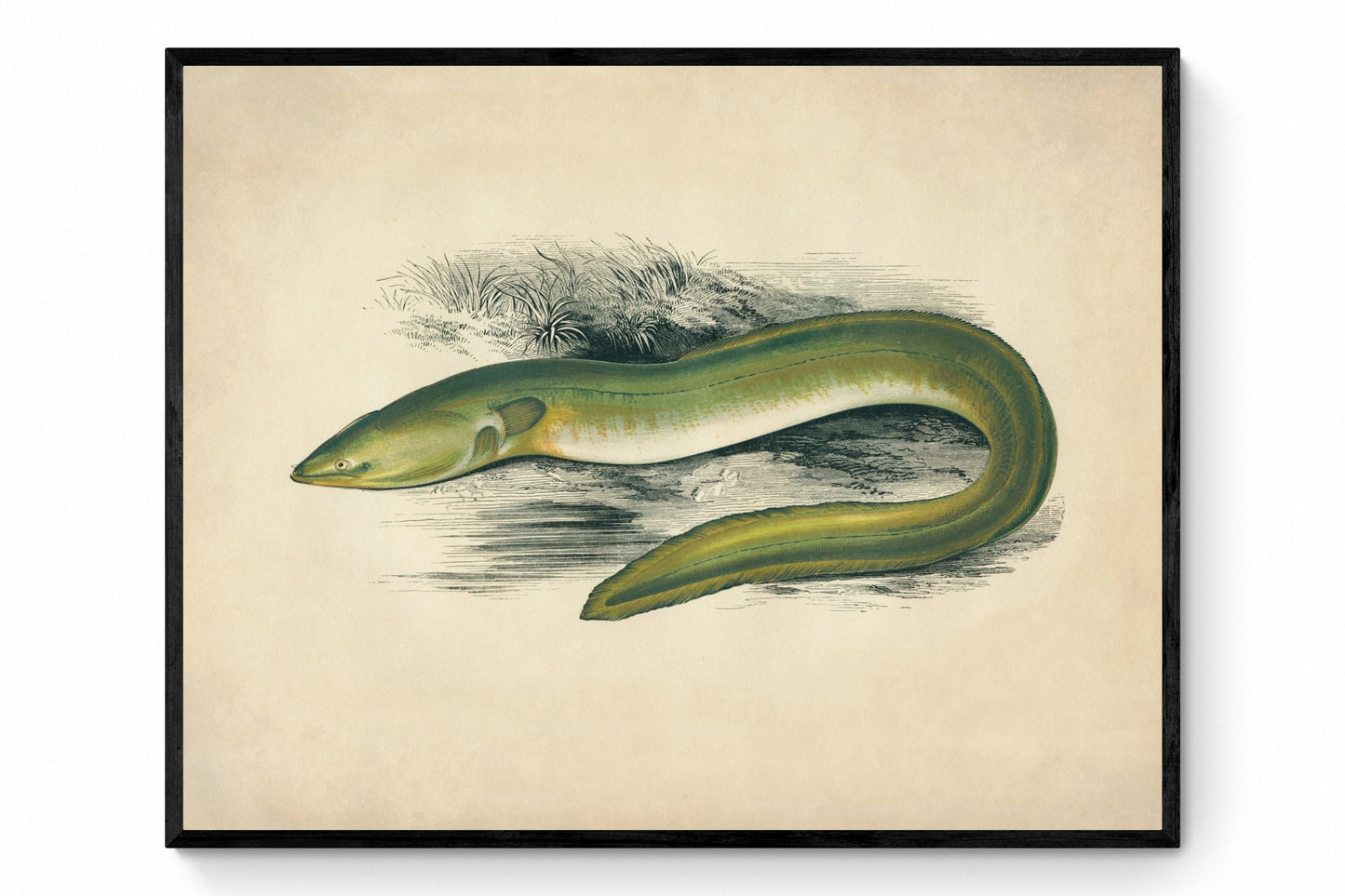 Sharp-Nosed Eel Print - Antique Reproduction - Marine Wildlife - Fish Wall Art - Available Framed