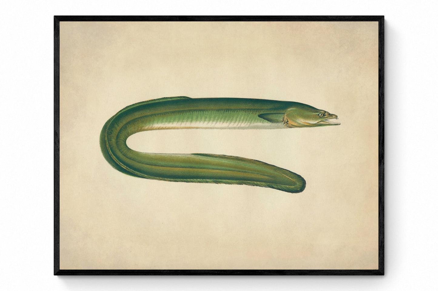 Dublin Eel Print - Antique Reproduction - Marine Wildlife - Fish Wall Art - Ocean Wall Decor - Natural History - Available Framed