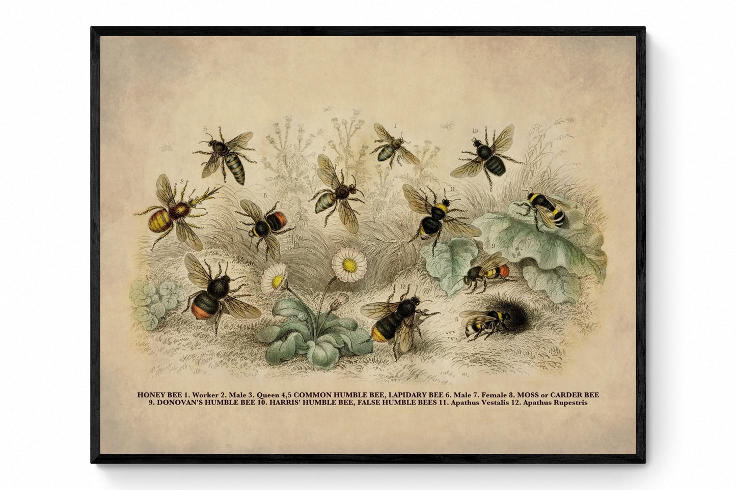 Bees Print - Antique Reproduction - Bumblebee - Honeybee - Insect Art - Carpenter Bee - Entomology - Available Framed