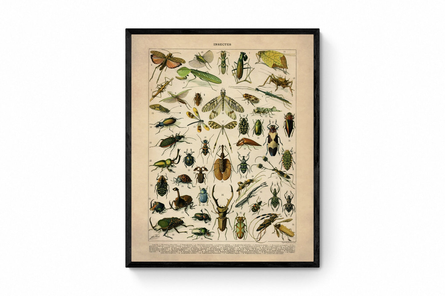  Insect Poster - Antique Reproduction - Larousse - Entomology - Lepidoptera - Natural History - Available Framed