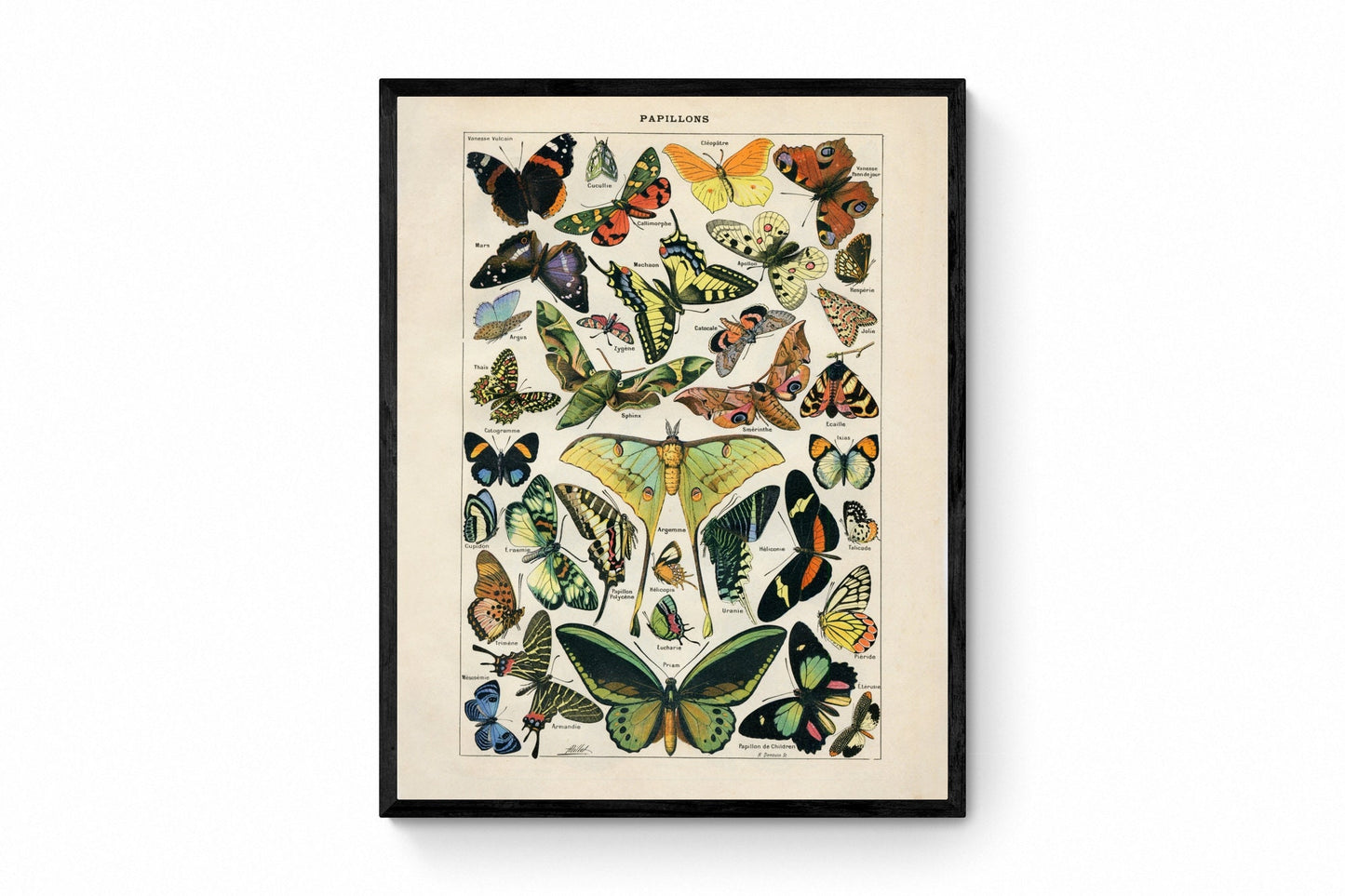 Butterfly Poster - Antique Reproduction - Larousse - Entomology - Lepidoptera - Natural History - Available Framed