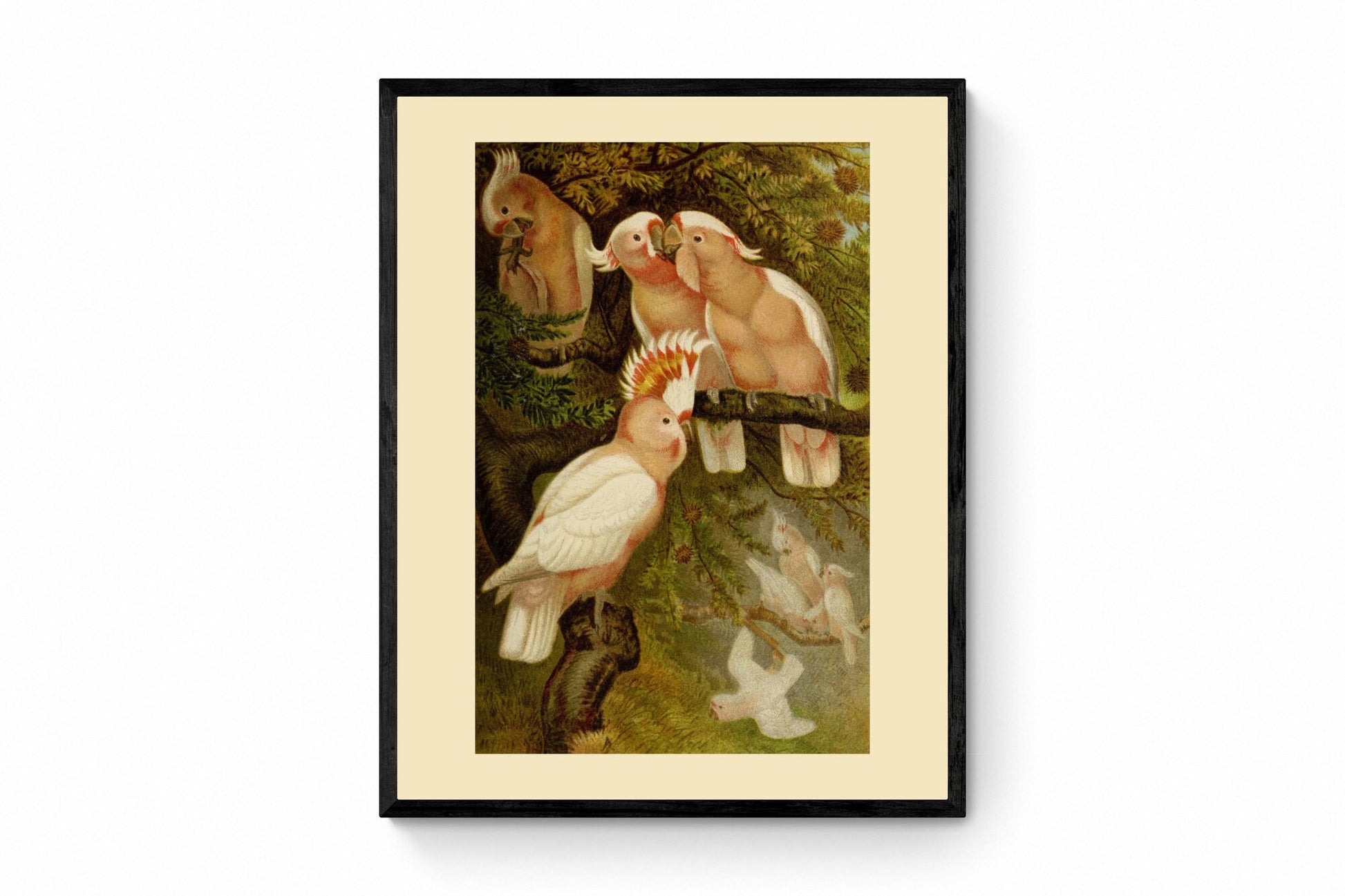 Leadbeater's Cockatoo Poster - Antique Reproduction - Ornithology - Bird Art - Natural History - Available Framed