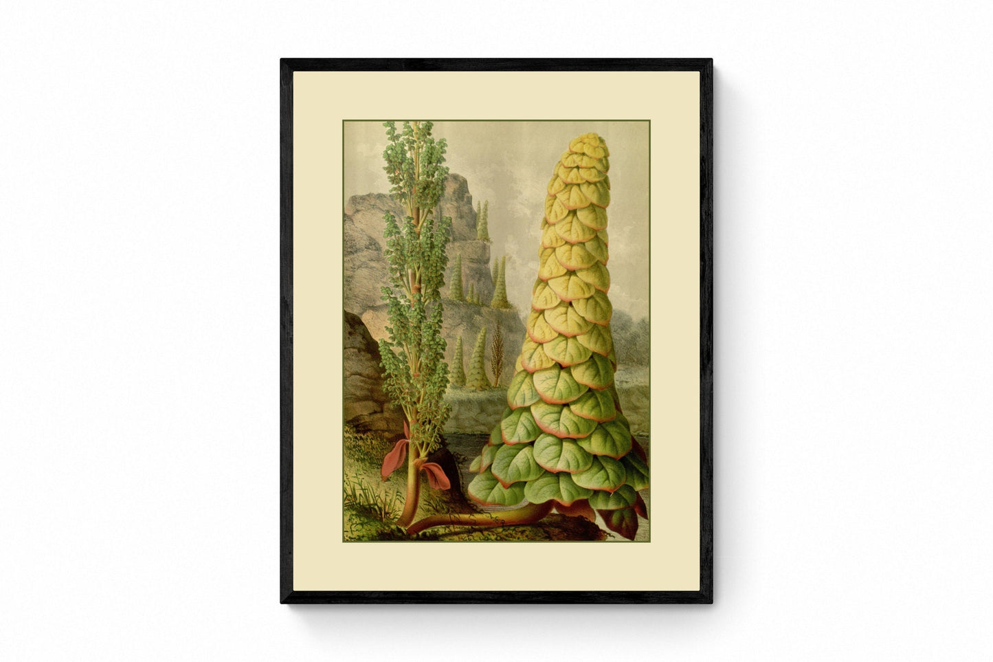 Rheum Nobile (Noble Rhubarb) Print - Antique Reproduction - Botanical Art - Flower - Gardener Gift - Vintage Wall Art - Available Framed