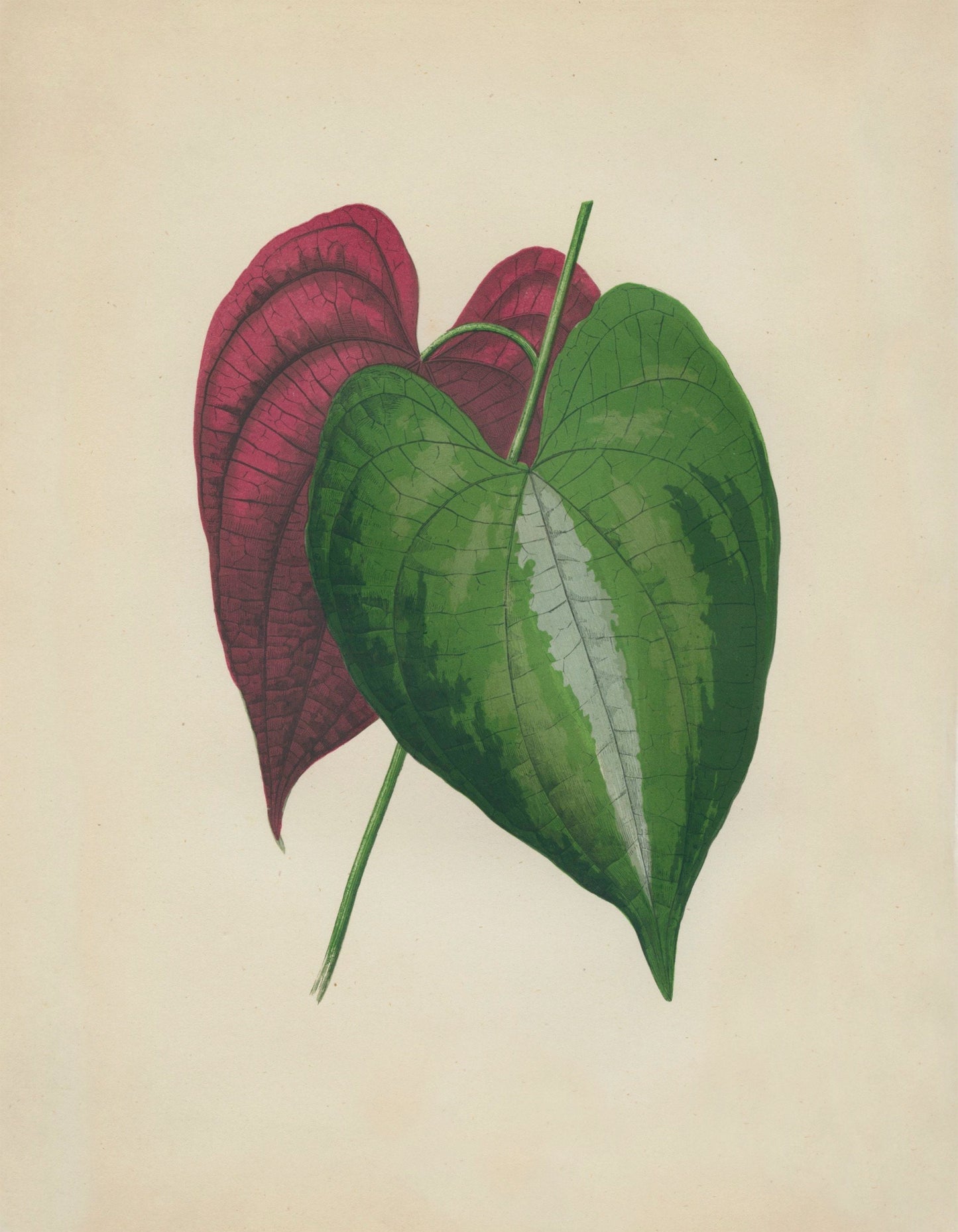 Dioscorea Discolor Print