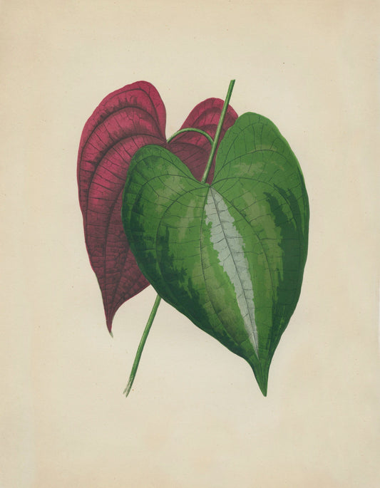 Dioscorea Discolor Print