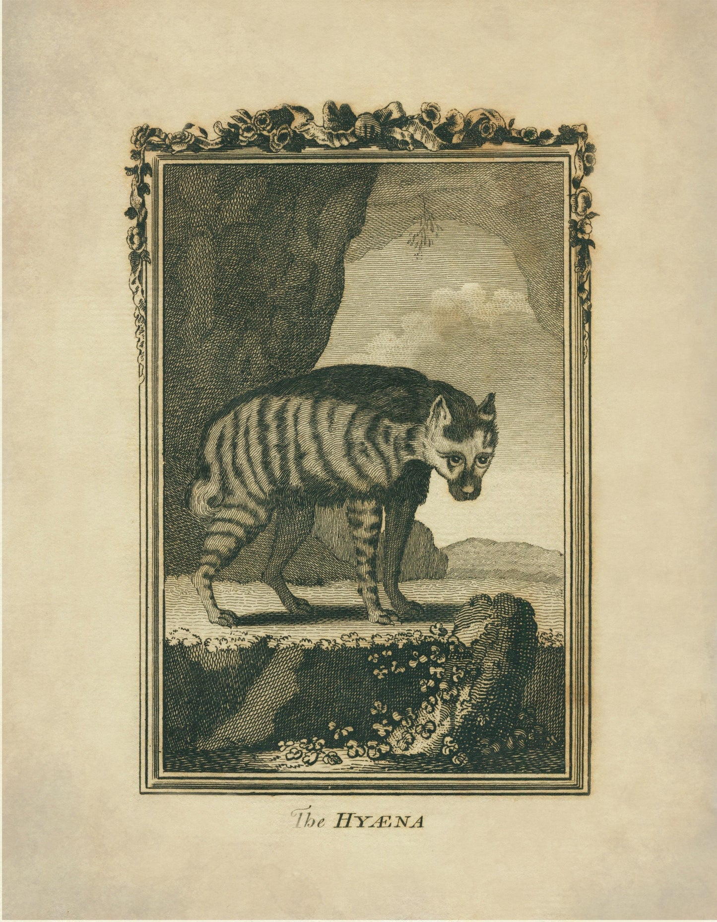 Hyaena Print - Antique Reproduction - Buffon 1775 - Animal Art - Natural History - Available Framed