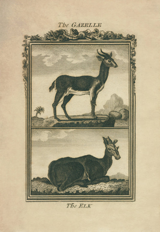 Gazelle and Elk Print - Antique Reproduction - Buffon 1775 - Animal Art - Natural History - Available Framed