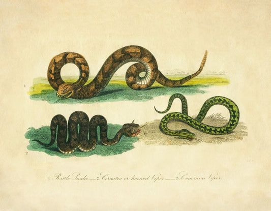 Rattlesnake, Horned Viper and Common Viper Print - Antique Reproduction - Buffon 1821 - Herpetology - Serpent - Reptile - Available Framed