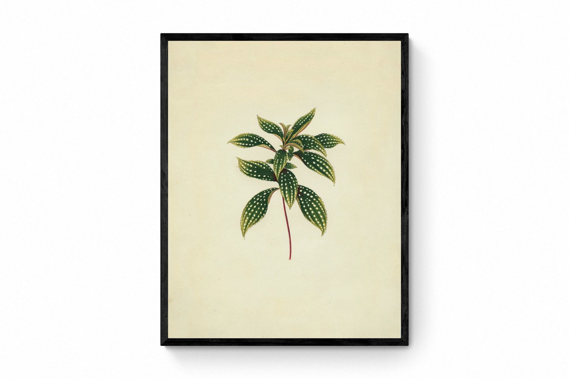 Sonerila Margaritacea Print - Antique Reproduction - Botanical Art - Leaf - Gardener Gift - Available Framed